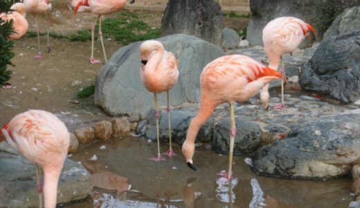 『姫路市立動物園』無料写真一覧